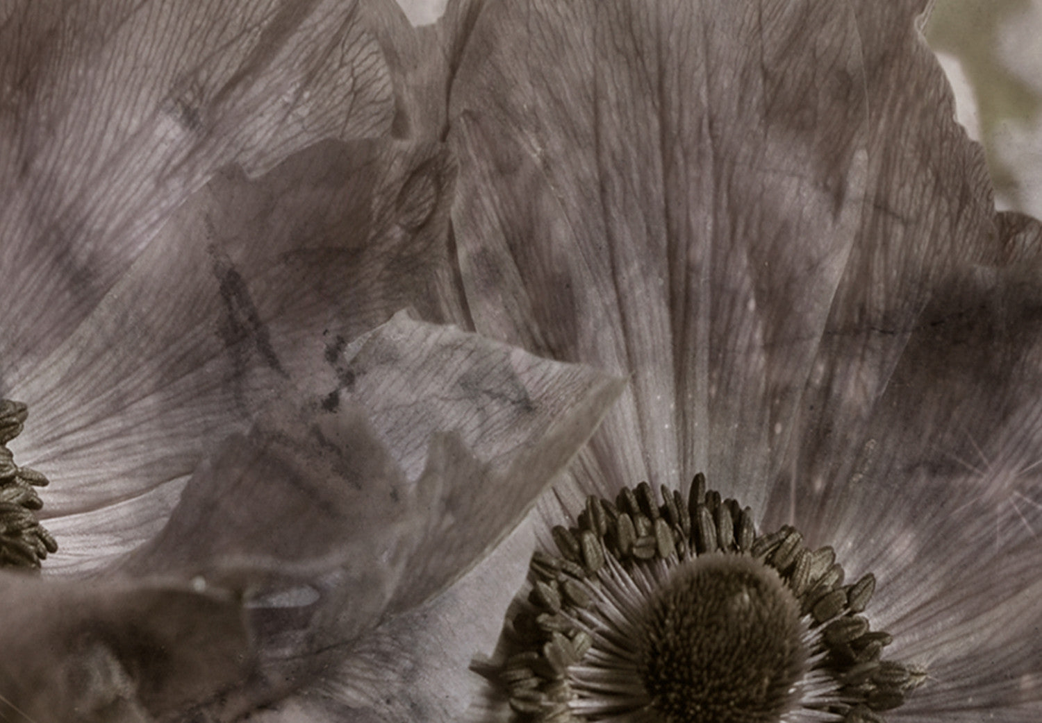 Grey Anemones Flowers